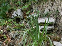 Plantago alpina 9, Saxifraga-Rutger Barendse