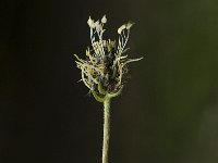 Plantago atrata 5, Saxifraga-Jan van der Straaten