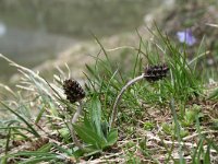 Plantago atrata 6, Saxifraga-Jeroen Willemsen