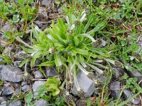 Plantago atrata 7, Saxifraga-Rutger Barendse