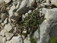 Plantago atrata ssp atrata 2, Saxifraga-Jan van der Straaten