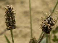 Plantago atrata ssp fuscescens 3, Saxifraga-Marijke Verhagen