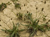 Plantago atrata ssp fuscescens 4, Saxifraga-Marijke Verhagen