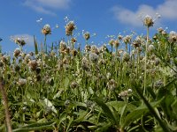 Plantago lagopus 18, Saxifraga-Ed Stikvoort