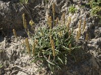 Plantago maritima 37, Saxifraga-Willem van Kruijsbergen