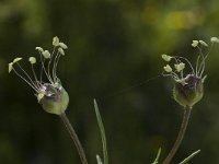 Plantago sempervirens 1, Saxifraga-Marijke Verhagen