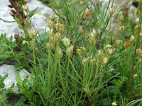 Plantago sempervirens 3, Saxifraga-Jan van der Straaten