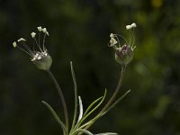 Plantago sempervirens 4, Saxifraga-Marijke Verhagen