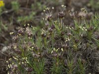 Plantago sempervirens 5, Saxifraga-Willem van Kruijsbergen