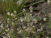 Plantago sempervirens 6, Saxifraga-Willem van Kruijsbergen