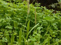 Plantago serraria 6, Saxifraga-Ed Stikvoort