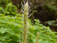 Plantago serraria 7, Saxifraga-Ed Stikvoort