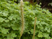 Plantago serraria 8, Saxifraga-Ed Stikvoort