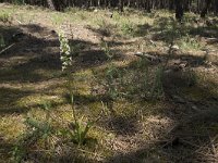 Platanthera bifolia 101, Welriekende nachtorchis, Saxifraga-Willem van Kruijsbergen