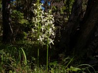 Platanthera bifolia 79, Welriekende nachtorchis, Saxifraga-Ed Stikvoort