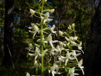 Platanthera bifolia 80, Welriekende nachtorchis, Saxifraga-Ed Stikvoort