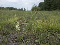 Platanthera bifolia 83, Welriekende nachtorchis, Saxifraga-Willem van Kruijsbergen