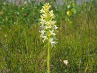 Platanthera bifolia 84, Welriekende nachtorchis, Saxifraga-Hans Dekker