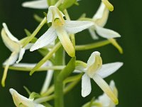 Platanthera bifolia 87, Welriekende nachtorchis, Saxifraga-Hans Dekker