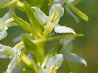 Platanthera bifolia 88, Welriekende nachtorchis, Saxifraga-Hans Dekker