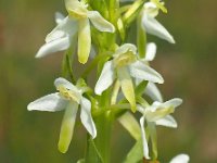 Platanthera bifolia 90, Welriekende nachtorchis, Saxifraga-Hans Dekker