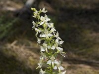 Platanthera bifolia 94, Welriekende nachtorchis, Saxifraga-Willem van Kruijsbergen