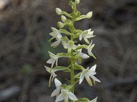 Platanthera bifolia 99, Welriekende nachtorchis, Saxifraga-Willem van Kruijsbergen