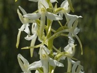 Platanthera chlorantha, Greater Butterfly-orchid