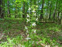 Platanthera chlorantha 60, Bergnachtorchis, Saxifraga-Hans Grotenhuis