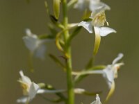Platanthera chlorantha 66, Bergnachtorchis, Saxifraga-Mark Zekhuis