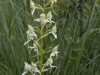 Platanthera chlorantha 67, Bergnachtorchis, Saxifraga-Willem van Kruijsbergen