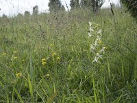 Platanthera chlorantha 68, Bergnachtorchis, Saxifraga-Willem van Kruijsbergen