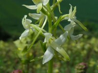 Platanthera x hybrida 2, Welriekende nachtorchis x Bergnachtorchis, Saxifraga-Ed Stikvoort