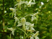 Platanthera x hybrida 4, Welriekende nachtorchis x Bergnachtorchis, Saxifraga-Ed Stikvoort