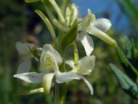 Platanthera x hybrida 7, Welriekende nachtorchis x Bergnachtorchis, Saxifraga-Ed Stikvoort