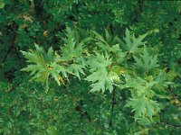 Platanus orientalis 20, Oosterse plataan, Saxifraga-Jan van der Straaten