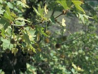 Platanus orientalis 23, Oosterse plataan, Saxifraga-Jan van der Straaten