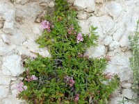 Plocama calabrica 10, Saxifraga-Ed Stikvoort : W van Fiskardo s9900