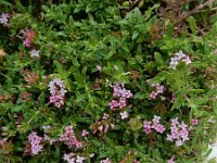Plocama calabrica 9, Saxifraga-Ed Stikvoort : W van Fiskardo s9900