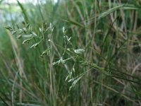 Poa angustifolia,  Narrow-leaved Meadow-grass