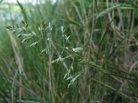 Poa angustifolia 1, Smal beemdgras, Saxifraga-Rutger Barendse