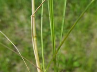 Poa angustifolia 5, Smal beemdgras, Saxifraga-Rutger Barends