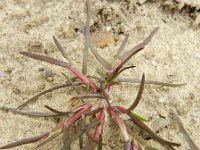 Poa annua 'purpurea' 8, Saxifraga-Rutger Barends