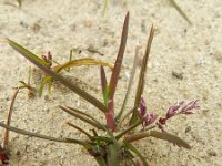 Poa annua 'purpurea' 9, Saxifraga-Rutger Barends