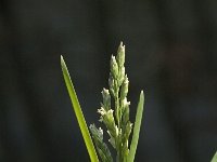 Poa annua 1, Straatgras, Saxifraga-Jan van der Straaten