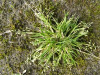 Poa annua 3, Straatgras, Saxifraga-Rutger Barends