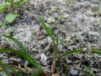 Poa annua 4, Straatgras, Saxifraga-Rutger Barends