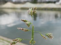 Poa annua 7, Straatgras, Saxifraga-Rutger Barends