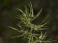 Poa bulbosa 1, Knolbeemdgras, Saxifraga-Jan van der Straaten