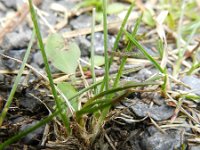 Poa bulbosa 11, Knolbeemdgras, Saxifraga-Rutger Barends